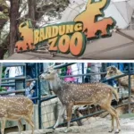 Pemkot Bandung Menutup Sementara Kebun Binatang Bandung Bandung Zoo