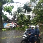 Sebuah pohon besar tumbang melintang di tengah jalan raya akibat angin kencang. Akar pohon terlihat terangkat dari tanah, sementara batang dan dahan menutupi sebagian badan jalan, menghalangi lalu lintas