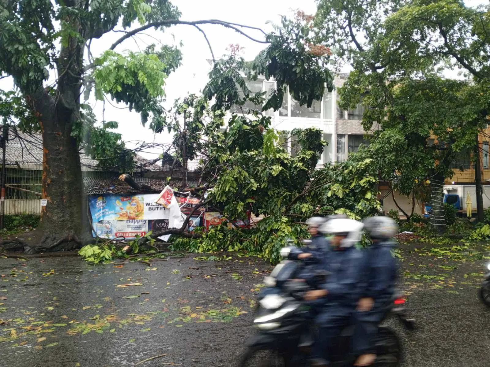 Sebuah pohon besar tumbang melintang di tengah jalan raya akibat angin kencang. Akar pohon terlihat terangkat dari tanah, sementara batang dan dahan menutupi sebagian badan jalan, menghalangi lalu lintas