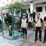 Wali Kota Bandung Muhammad Farhan menyematkan kalung sehat pada hewan kurban di Balai Kota Bandung.