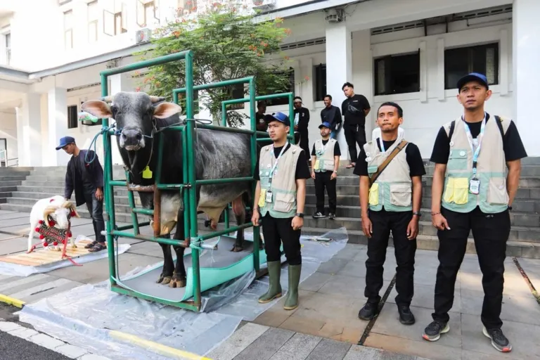 Wali Kota Bandung Muhammad Farhan menyematkan kalung sehat pada hewan kurban di Balai Kota Bandung.