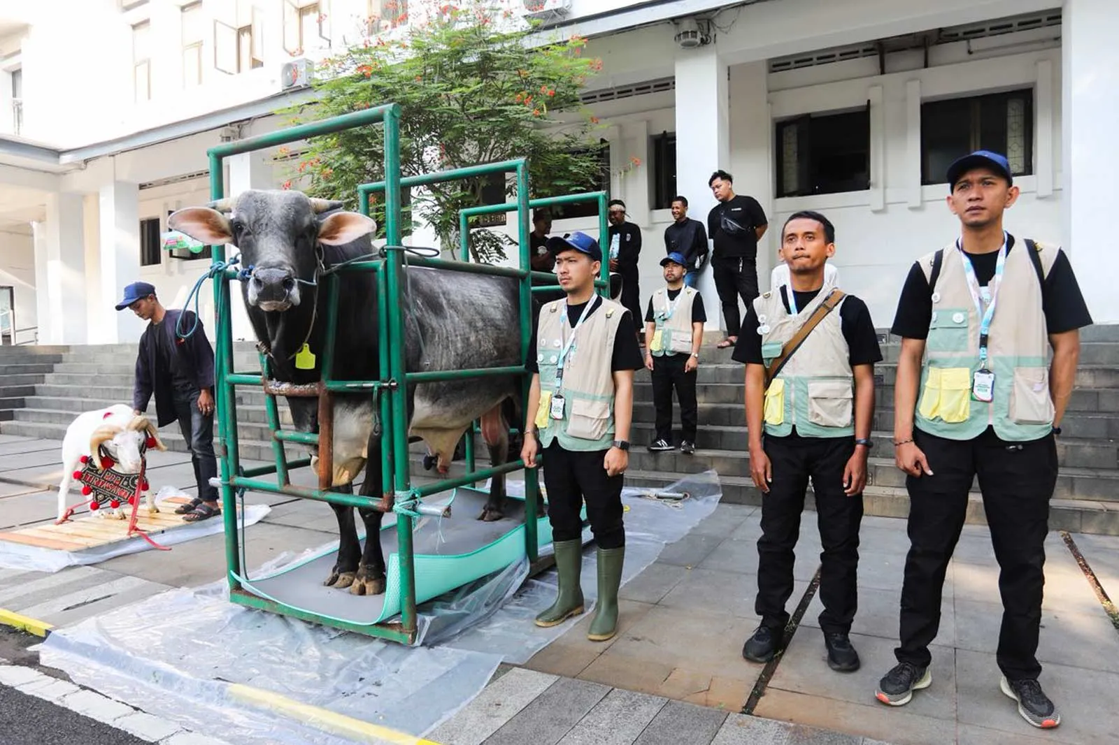 Wali Kota Bandung Muhammad Farhan menyematkan kalung sehat pada hewan kurban di Balai Kota Bandung.